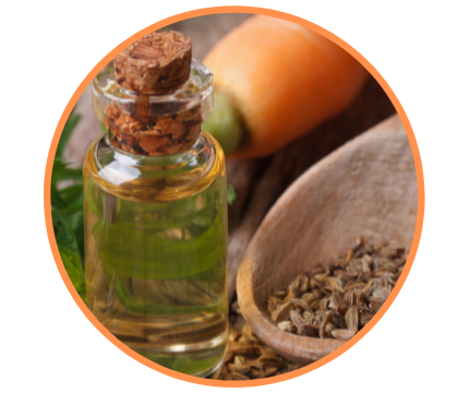 Carrot Seed Oil